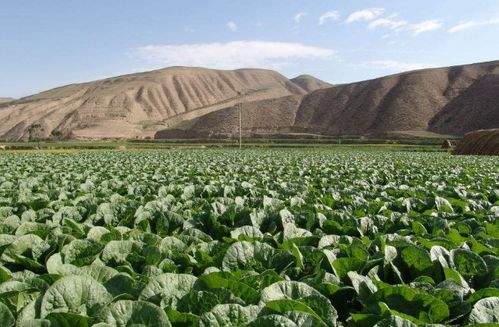 什么是特色农产品 如何种植 发展方向 土流网